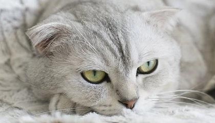 开云体育APP下载-曼联挣扎不堪，降级危机悄然袭来，曼联如何