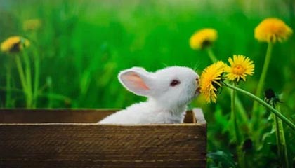 Kaiyun(中国)开云-蔚山现代外援发挥决定性作用，蔚山现代外援身价