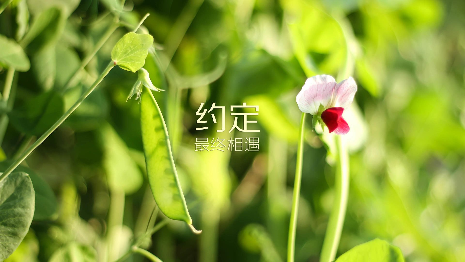 天幕体育节：在空中感受运动的魅力