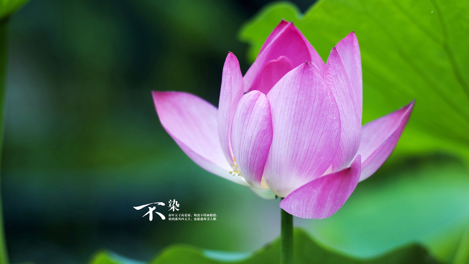 越野摩托车极限赛，挑战荒野的极致体验，越野摩托车比赛