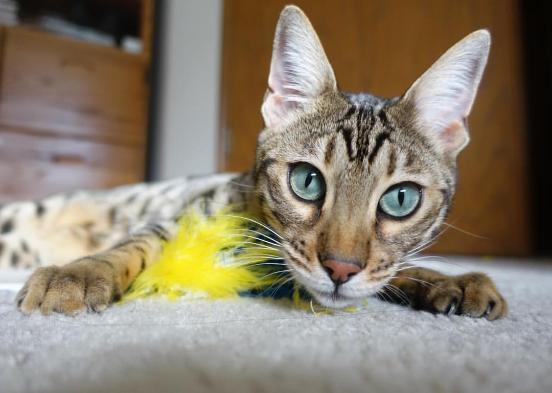 kaiyun官方入口登录-足球教育课本将在试点小学全面铺开，中小学校园足球教材