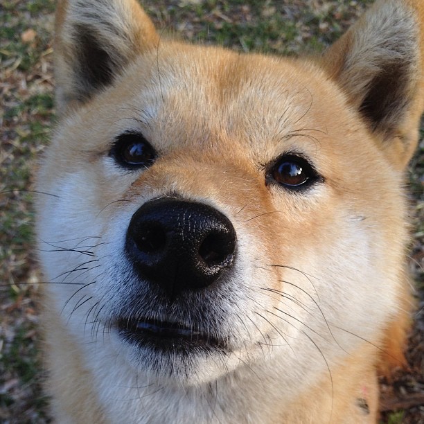 开云官方网站-LCS季后赛竞争白热化，lcs季后赛对阵图