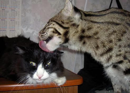 KAIYUNAPP-国际米兰胜那不勒斯，豪取五连胜，米兰3_1那不勒斯