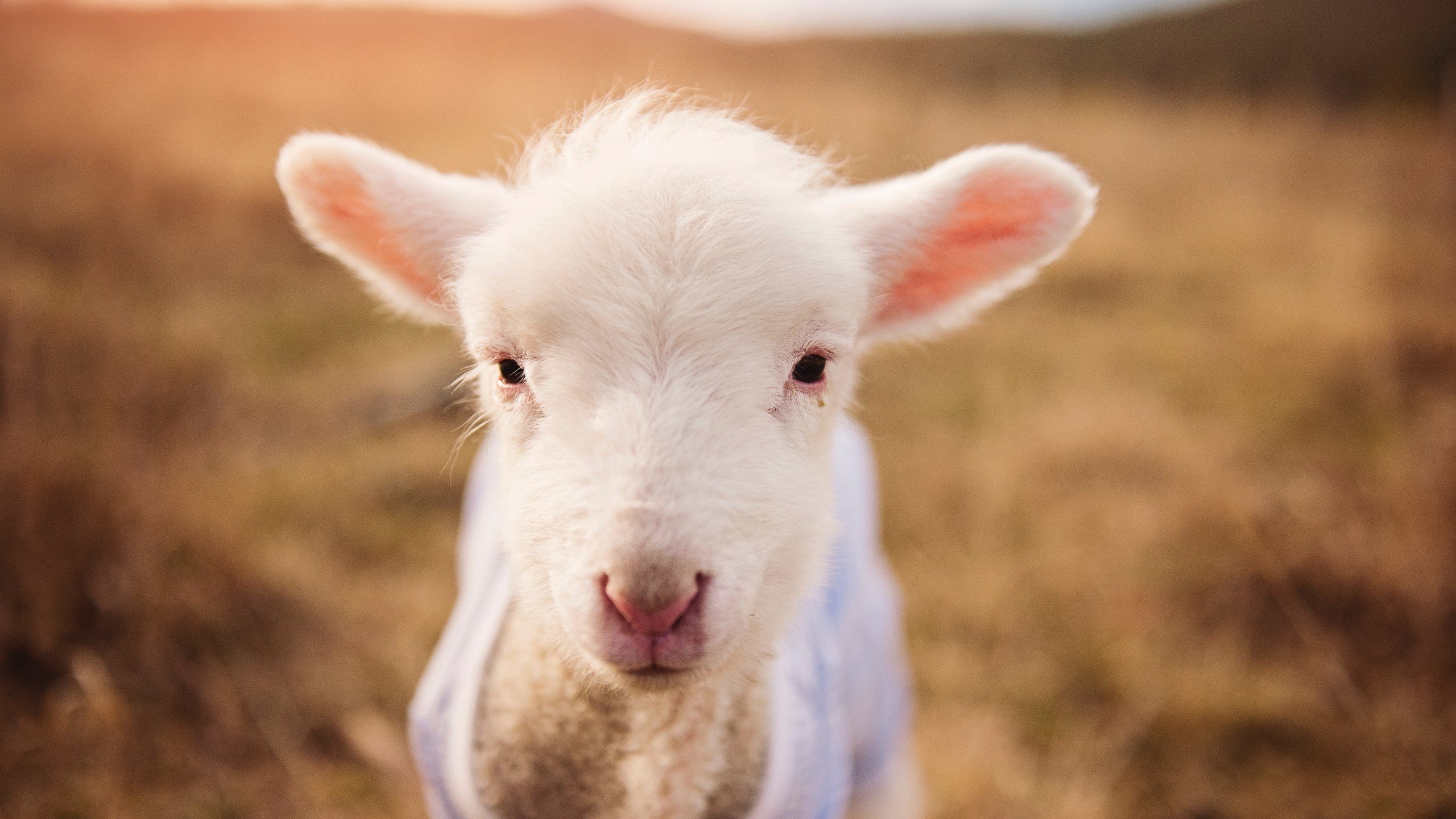 开云网页版-多特蒙德近期表现平平，需稳定状态，多特蒙德_