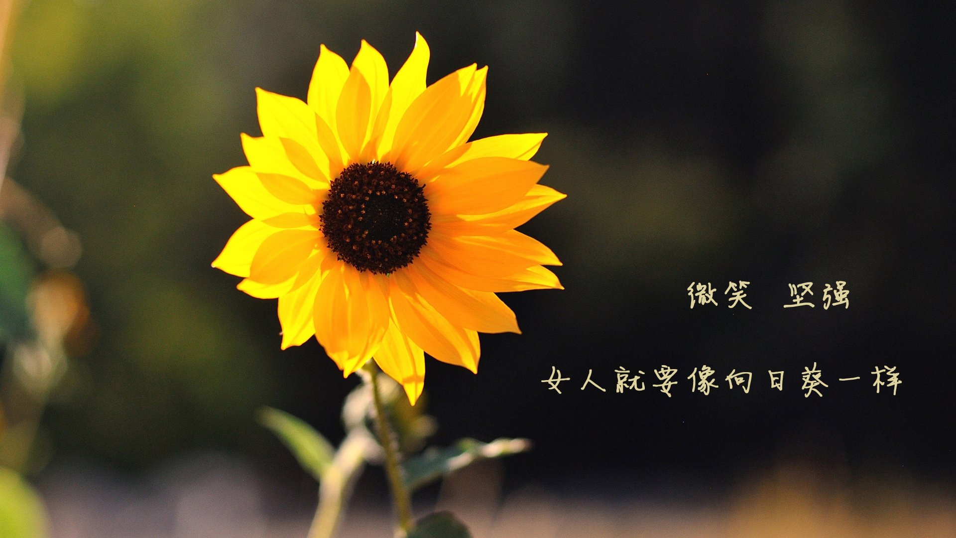 篮球运动员比赛数据采集与战术分析技术，篮球比赛数据录入