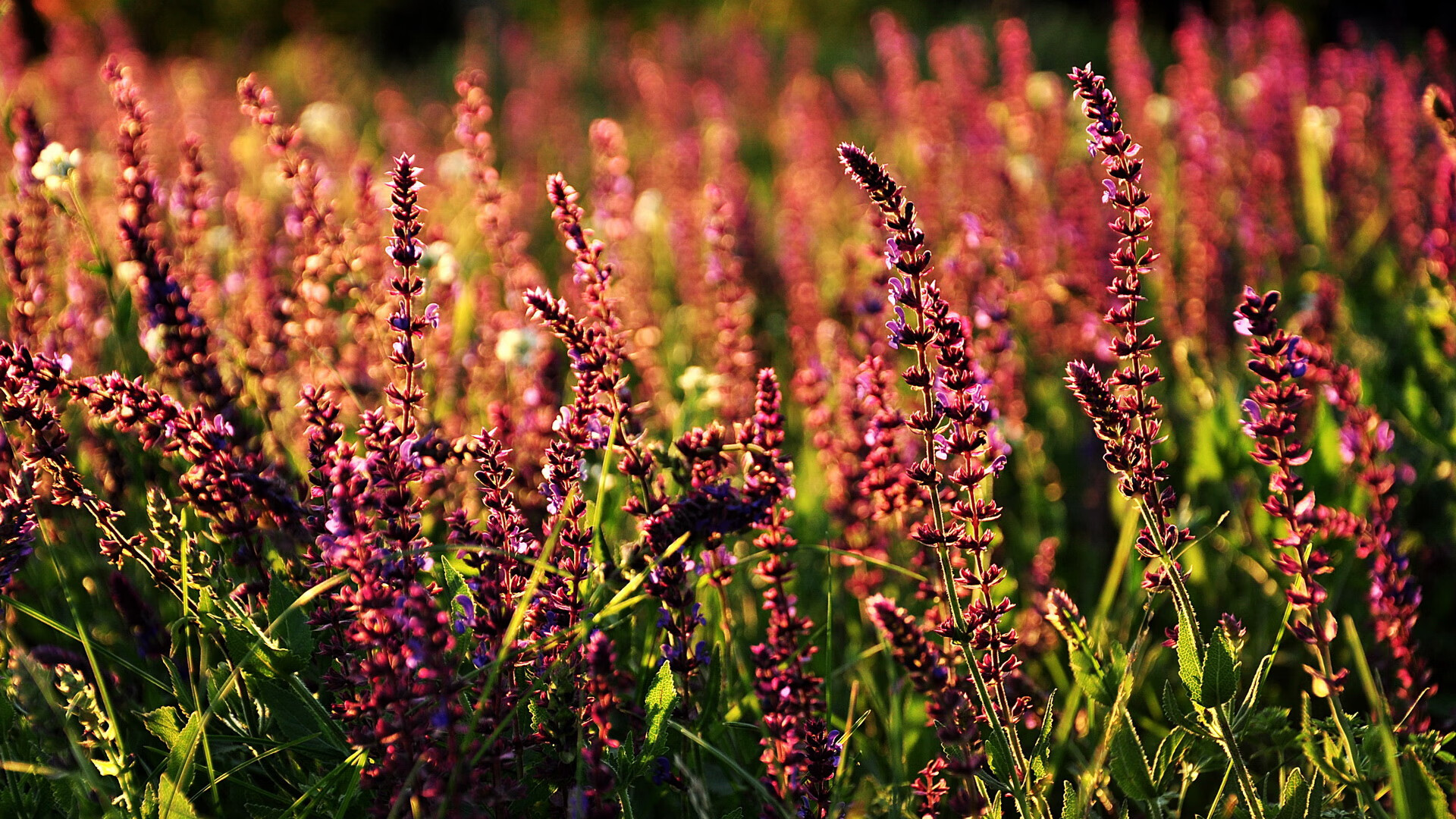 女子中长距离策略得当 节奏出色，女子中长跑有哪些项目