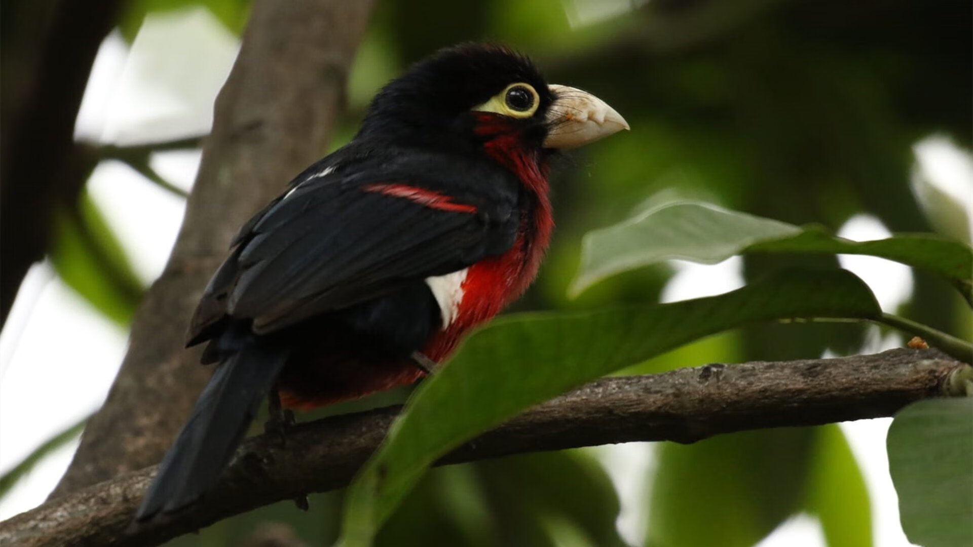 Kaiyun官方登录入口-足球训练室内战术模型教学正式推广，足球室内训练视频