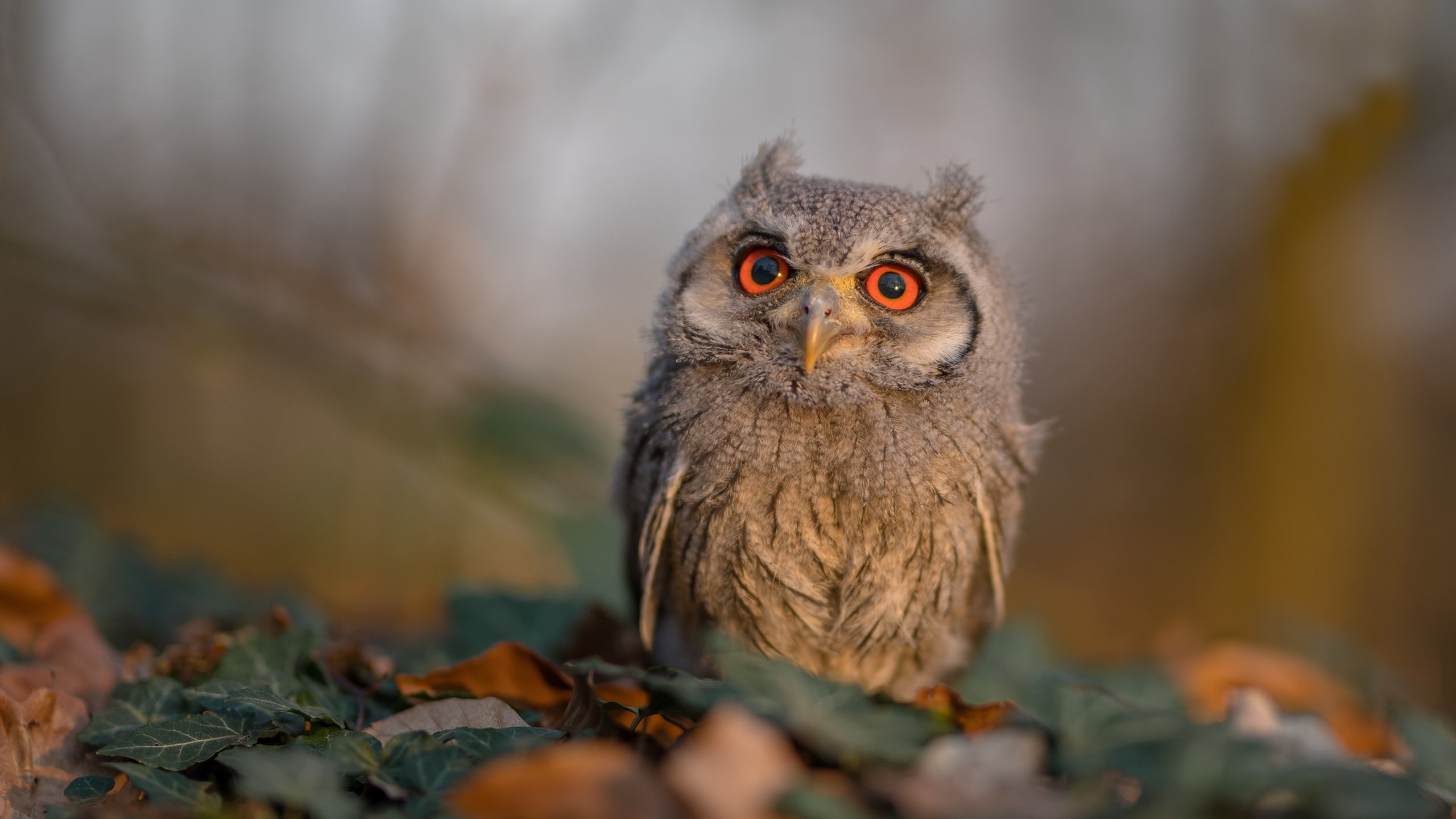 kaiyun体育综合-“马科斯·梅特罗：阿根廷美洲狮队的防守核心，未来更具破坏力”