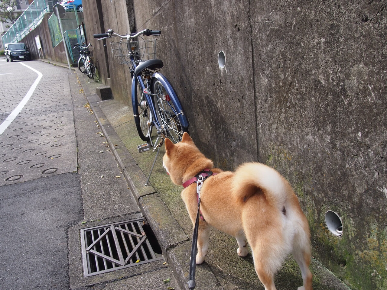 开云中国大陆-中国足球青训教练员资格认证体系完善，中国足球青训队员年龄是多少岁