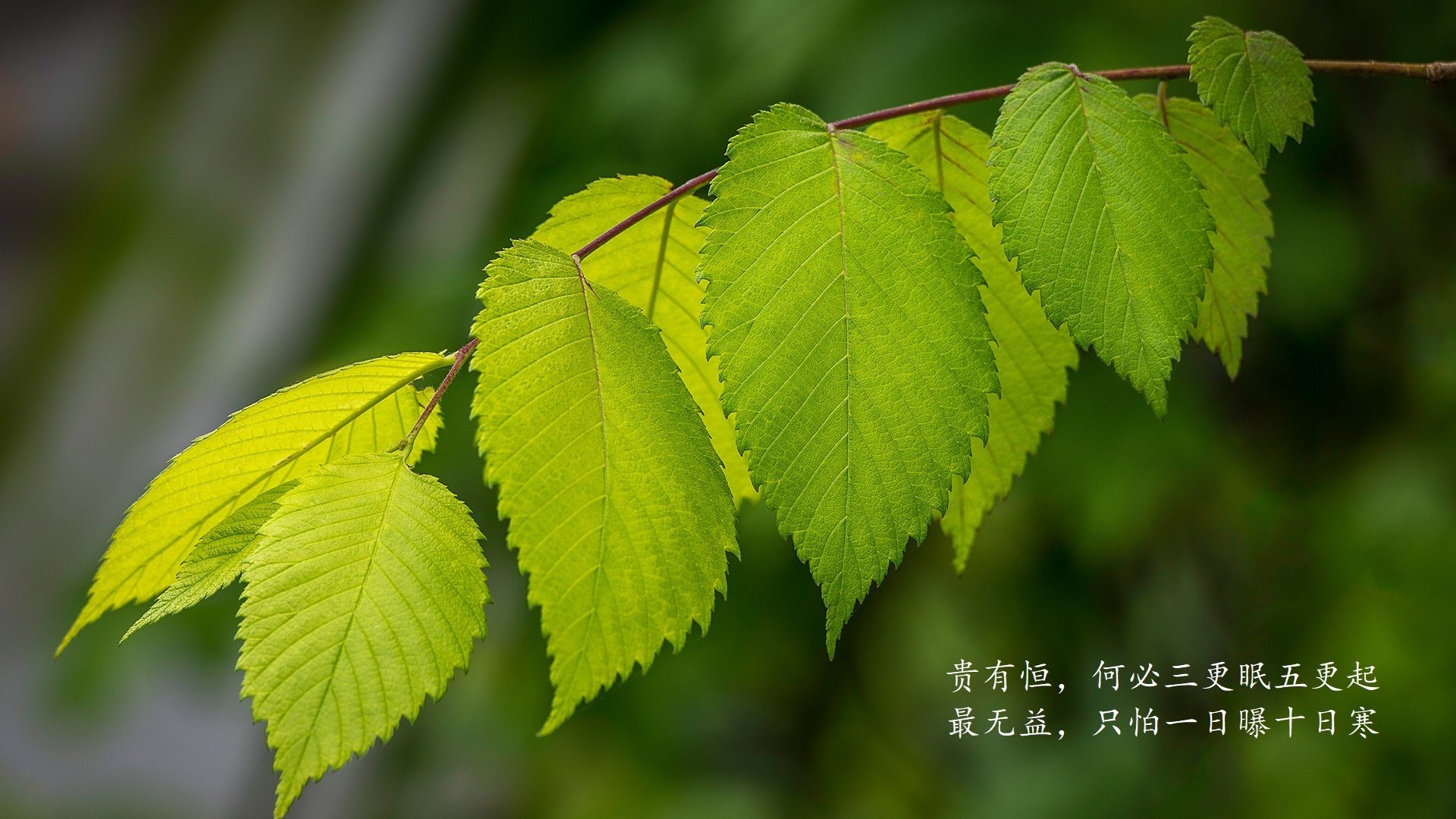主力缺阵引发阵容变化，六大主力缺阵