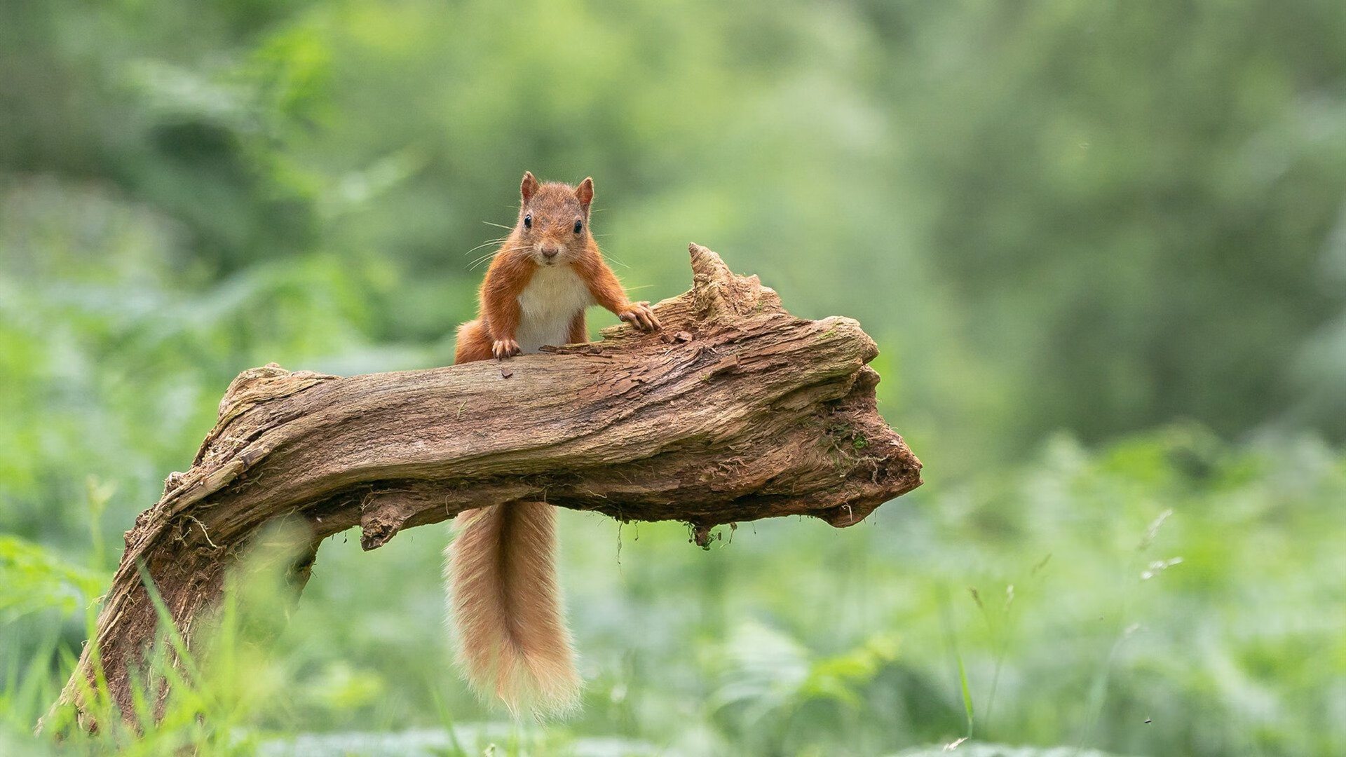 开云中国大陆-保利娜·普费夫10米跳台决赛夺冠有望