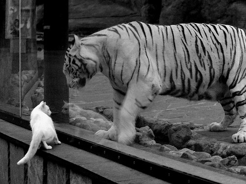 国际橄榄球联盟发布发展蓝图,国际橄榄球的标准规则