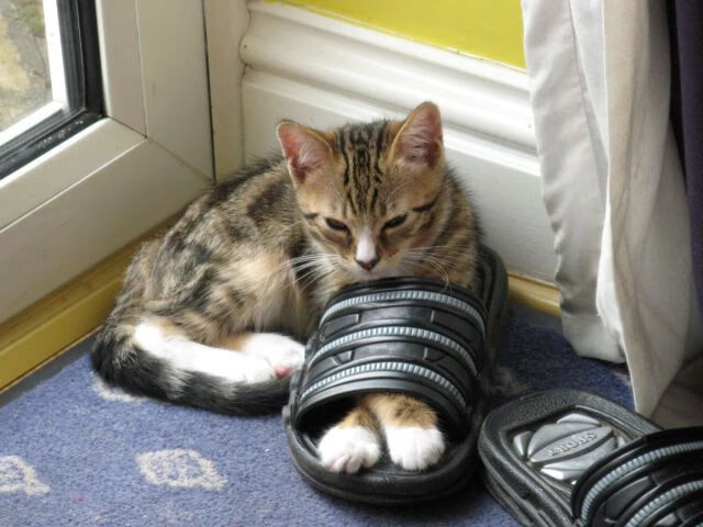 塔特的表现不断突破自我，成为袋鼠队的领导核心