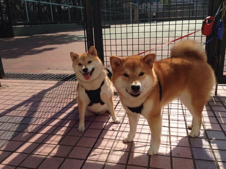 跳水动作精准突尼斯收获信心，小娃脸一边大一边小