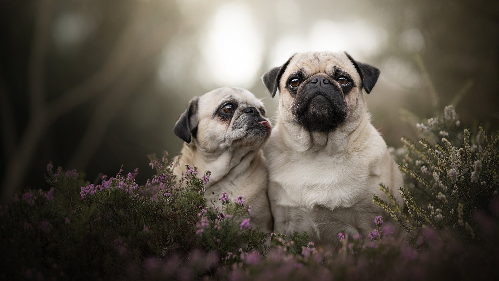 马达加斯加男篮在非洲锦标赛中崭露头角,体育发展迅速